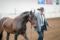 2020 - AB Morgan Horse - Sat, Sept 05 - 00147