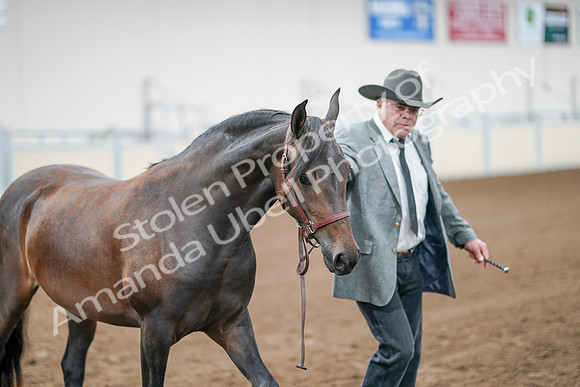 2020 - AB Morgan Horse - Sat, Sept 05 - 00147
