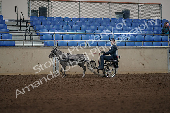 2019 Morgan Horse Show - Aug 31, 2019 - 04365