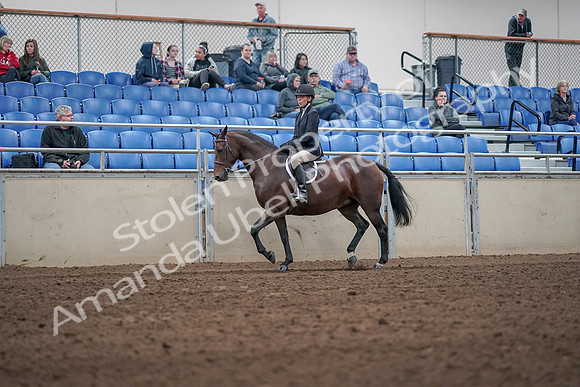 2019 Morgan Horse Show - Aug 31, 2019 - 19526