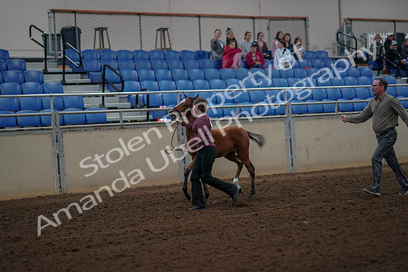 2019 Morgan Horse Show - Aug 30, 2019 - 24679