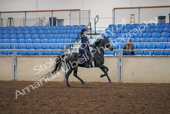 2019 Morgan Horse Show - Aug 30, 2019 - 12489