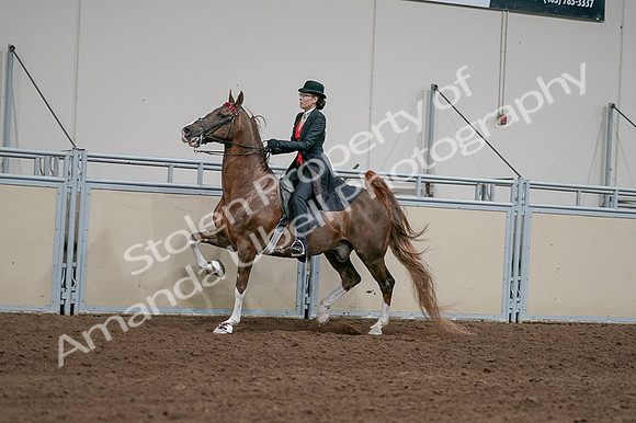 2020 - AB Morgan Horse - Fri, Sept 04 - 09736