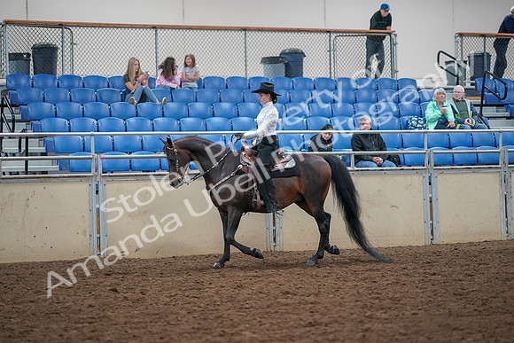 2019 Morgan Horse Show - Aug 30, 2019 - 16755