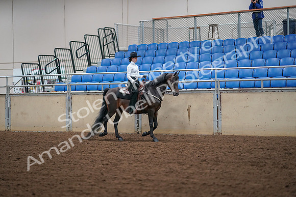 2019 Morgan Horse Show - Aug 30, 2019 - 17084