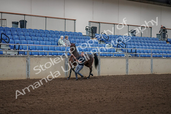 2019 Morgan Horse Show - Aug 31, 2019 - 01047