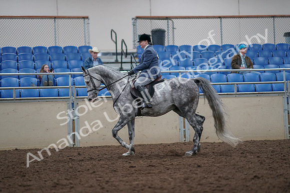 2019 Morgan Horse Show - Aug 31, 2019 - 14778