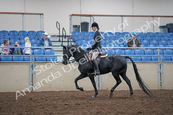 2019 Morgan Horse Show - Aug 31, 2019 - 14979