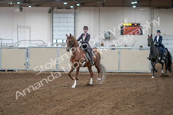 2020 - AB Morgan Horse - Sat, Sept 05 - 06125