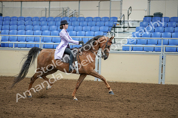 2020 - AB Morgan Horse - Fri, Sept 04 - 05186