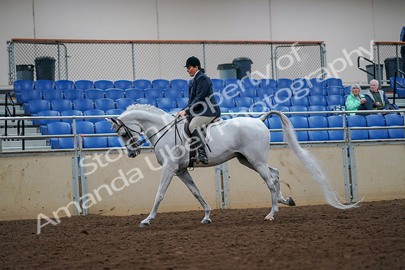 2019 Morgan Horse Show - Aug 30, 2019 - 17411