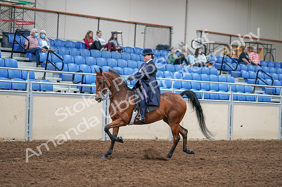 2020 - AB Morgan Horse - Fri, Sept 04 - 11216