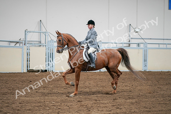 2020 - AB Morgan Horse - Sat, Sept 05 - 03292