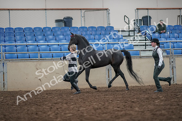 2019 Morgan Horse Show - Aug 31, 2019 - 03608