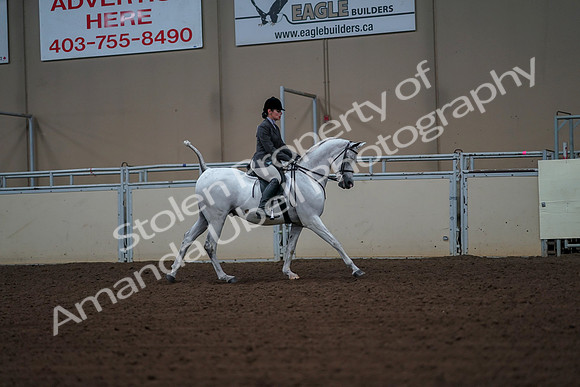 2019 Morgan Horse Show - Aug 30, 2019 - 17551