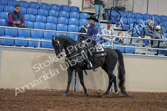 2020 - AB Morgan Horse - Sun, Sept 06 - 07518