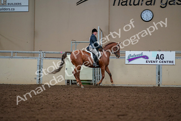 2019 Morgan Horse Show - Aug 30, 2019 - 22479