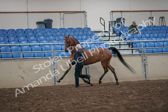 2019 Morgan Horse Show - Aug 31, 2019 - 03587