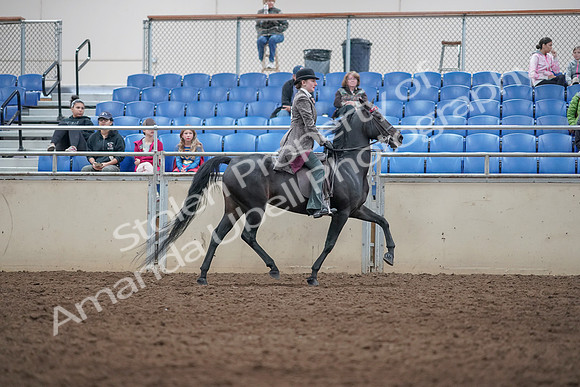2019 Morgan Horse Show - Aug 31, 2019 - 09565