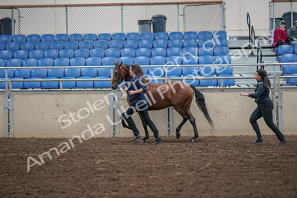 2019 Morgan Horse Show - Aug 31, 2019 - 01019