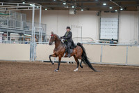2020 - AB Morgan Horse - Fri, Sept 04 - 09511
