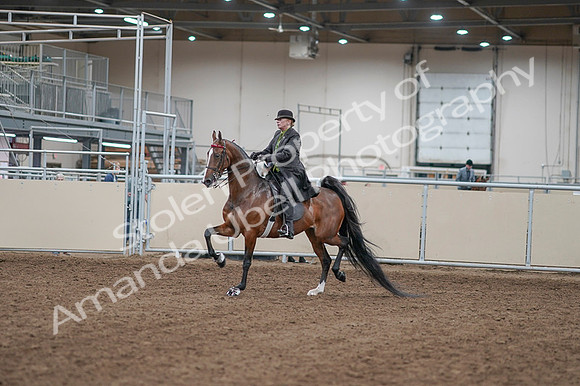 2020 - AB Morgan Horse - Fri, Sept 04 - 09511