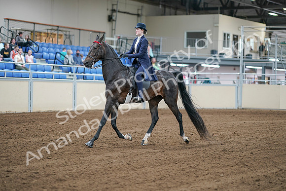 2020 - AB Morgan Horse - Sat, Sept 05 - 06166
