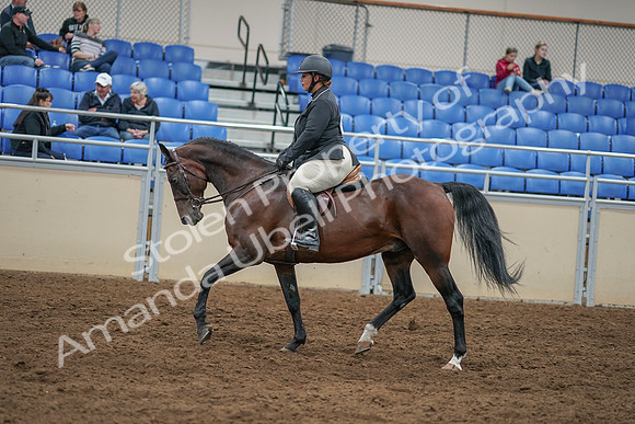 2020 - AB Morgan Horse - Sat, Sept 05 - 09322