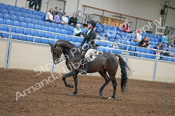 2020 - AB Morgan Horse - Fri, Sept 04 - 05828