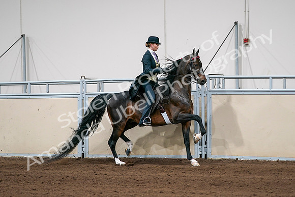 2020 - AB Morgan Horse - Sat, Sept 05 - 06404