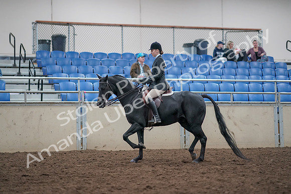 2019 Morgan Horse Show - Aug 31, 2019 - 14971