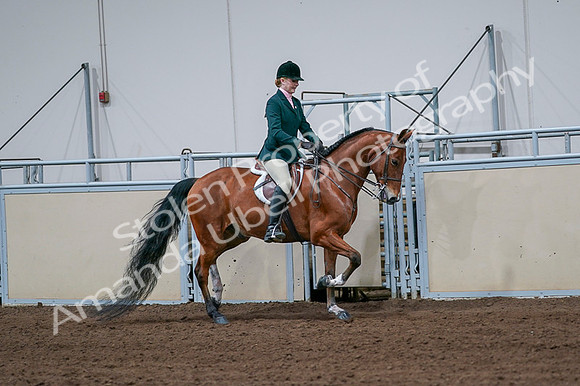 2020 - AB Morgan Horse - Fri, Sept 04 - 01858