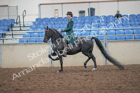 2019 Morgan Horse Show - Aug 30, 2019 - 15423