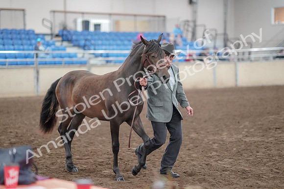 2019 Morgan Horse Show - Aug 31, 2019 - 02864