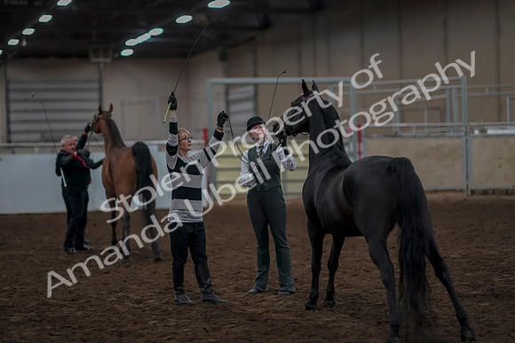 2019 Morgan Horse Show - Aug 31, 2019 - 03797