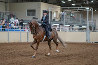 2020 - AB Morgan Horse - Fri, Sept 04 - 11077