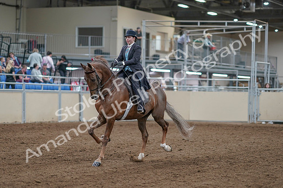 2020 - AB Morgan Horse - Fri, Sept 04 - 11077