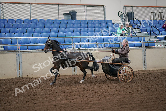 2019 Morgan Horse Show - Aug 30, 2019 - 13090