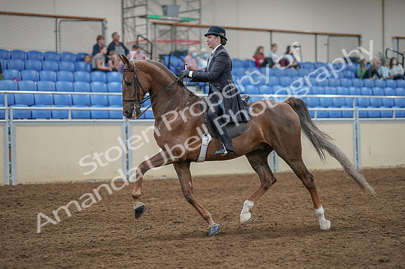 2020 - AB Morgan Horse - Fri, Sept 04 - 11099