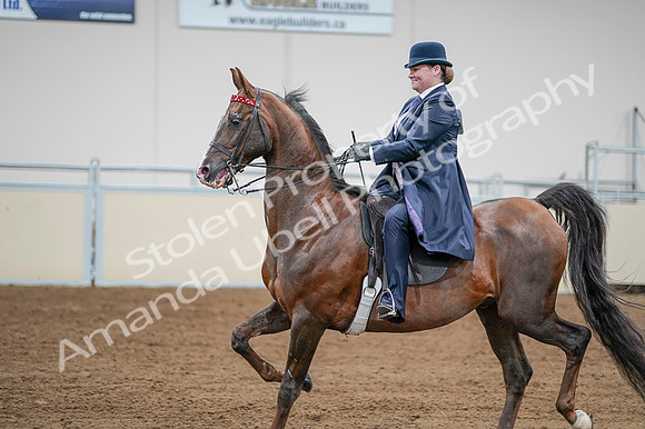 2020 - AB Morgan Horse - Fri, Sept 04 - 08226