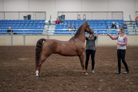 2019 Morgan Horse Show - Aug 31, 2019 - 01338
