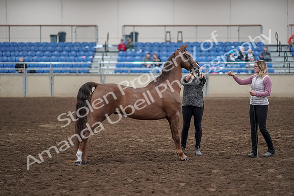 2019 Morgan Horse Show - Aug 31, 2019 - 01338