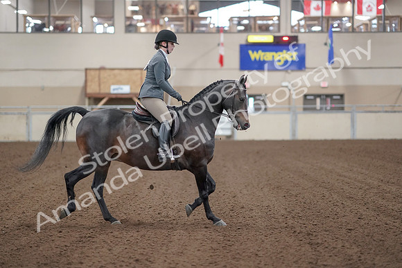 2019 Morgan Horse Show - Sept 01, 2019 - 11029