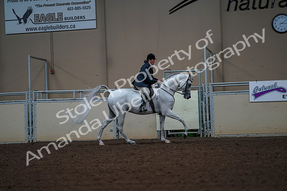 2019 Morgan Horse Show - Aug 30, 2019 - 17565