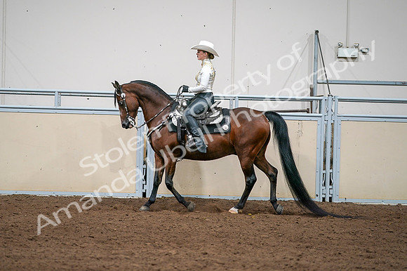 2020 - AB Morgan Horse - Fri, Sept 04 - 08376