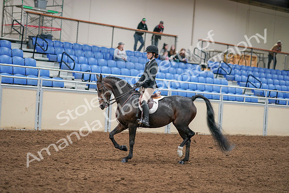 2020 - AB Morgan Horse - Sat, Sept 05 - 14280