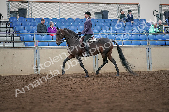 2019 Morgan Horse Show - Aug 30, 2019 - 20137