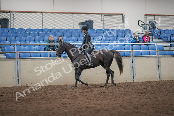 2019 Morgan Horse Show - Aug 31, 2019 - 07170