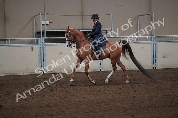 2019 Morgan Horse Show - Sept 01, 2019 - 11907