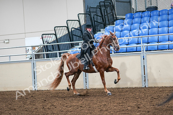 2020 - AB Morgan Horse - Sat, Sept 05 - 08249